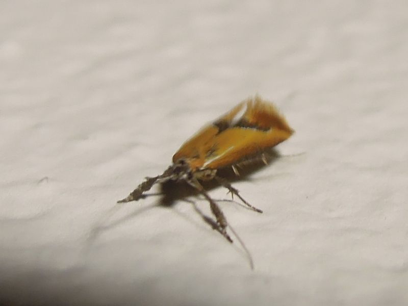 Batia internella? Batia sp.